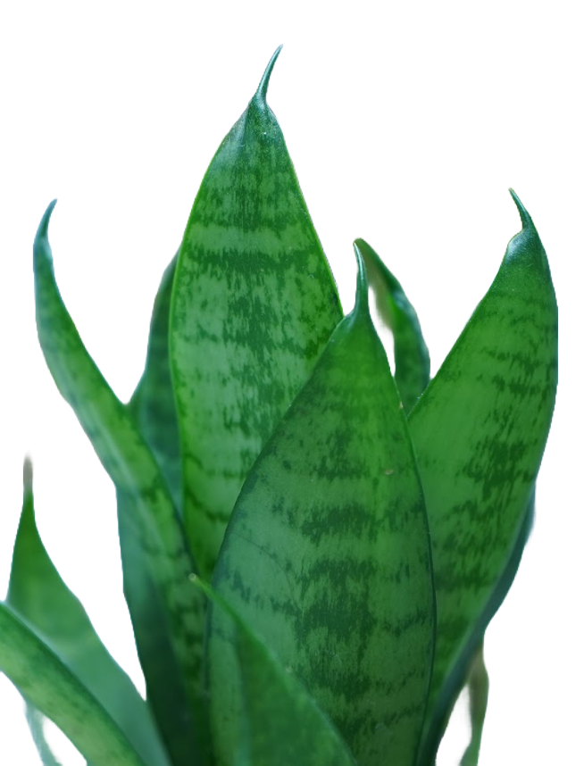 green building feature